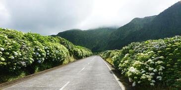 Hortensia Avenue, Sao Miguel Island, Azores © Etienne Pierart